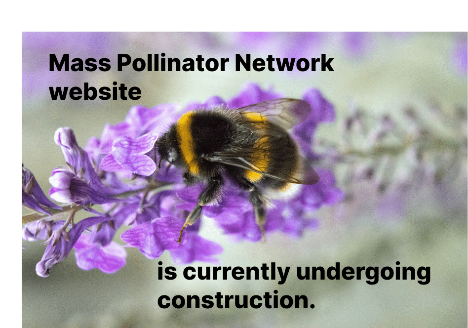 Mass Pollinator website is currently undergoing construction
